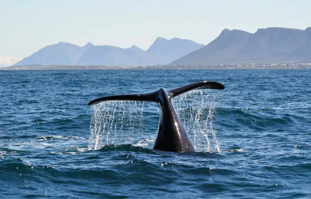 Voyage Afrique du Sud - Hermanus - Baleine