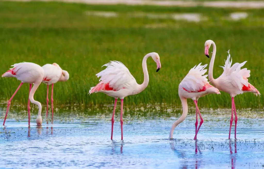 Voyage Afrique du Sud - Parc Wetland - Flamant rose