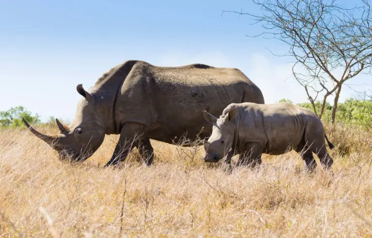 Voyage Afrique du Sud - Rhinocéros - Parc Imfolozi