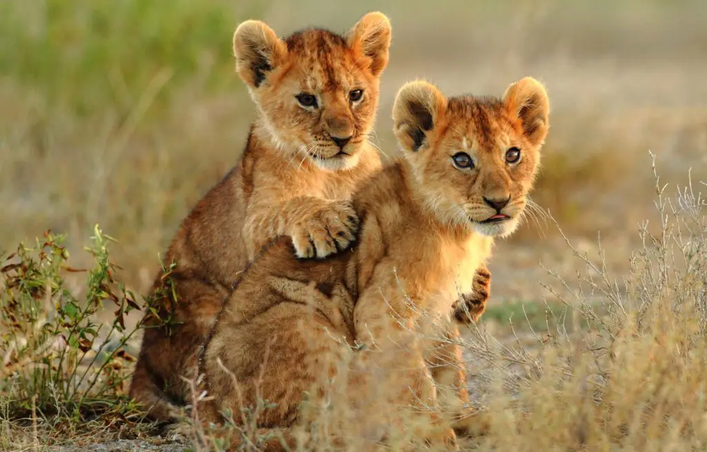 Voyage train Afrique Australe - Lionceau