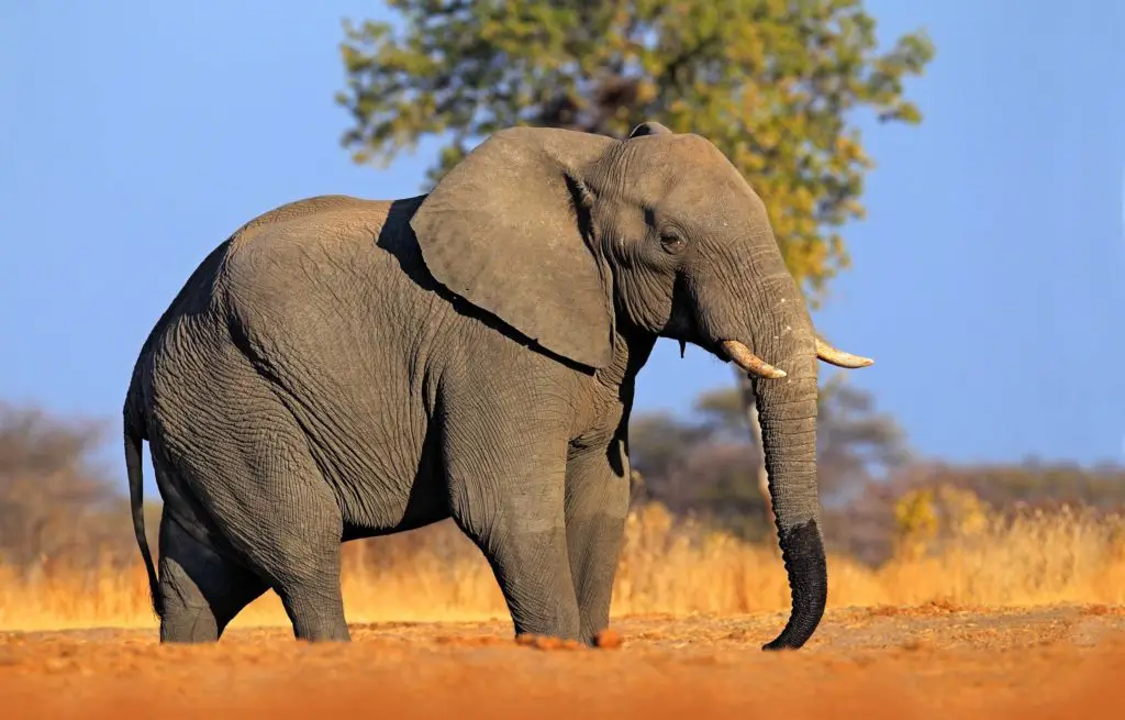 Voyage train Afrique Australe - Zimbabwe - Parc National Hwange - Elephant