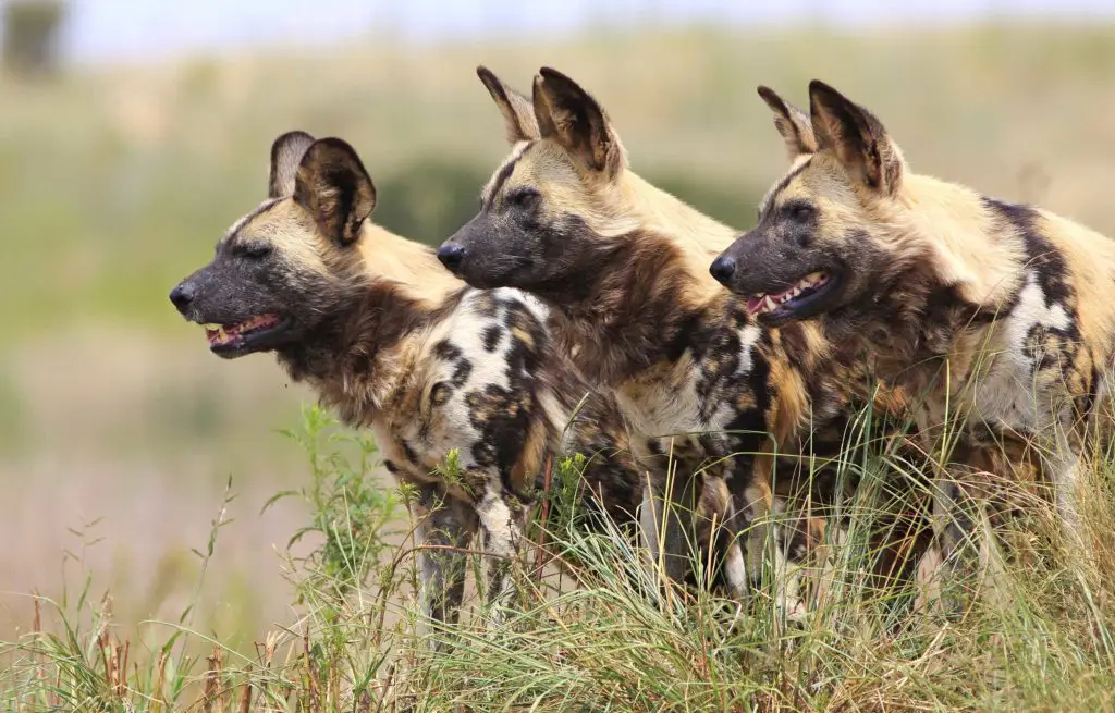 Voyage train Afrique du Sud - Chien sauvage
