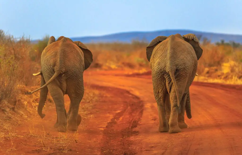 Voyage train Afrique du Sud - Madikwe Game Reserve - Éléphants