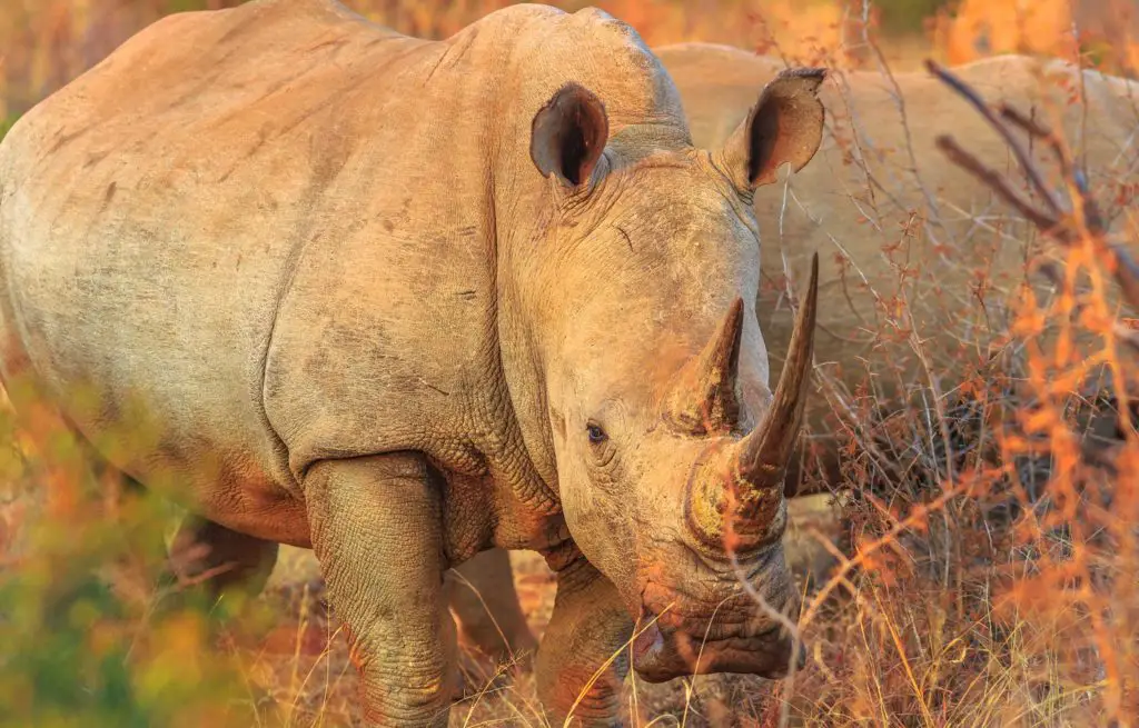 Voyage train Afrique du Sud - Madikwe Game Reserve - Rhinoceros