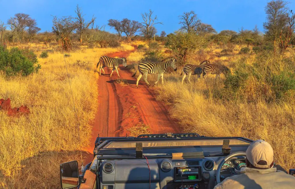 Voyage train Afrique du Sud - Madikwe Game Reserve - Zèbre