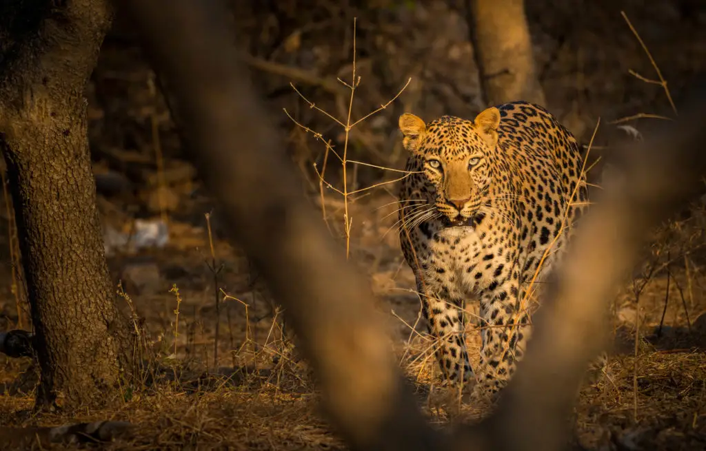 Voyage en train Inde - Ranthambore National Park - Léopard