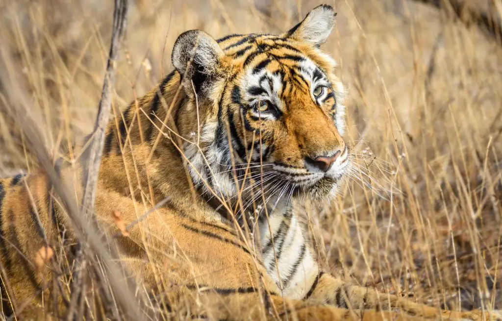 Voyage train Inde - Ranthambore National Park - Tigre du Bengal