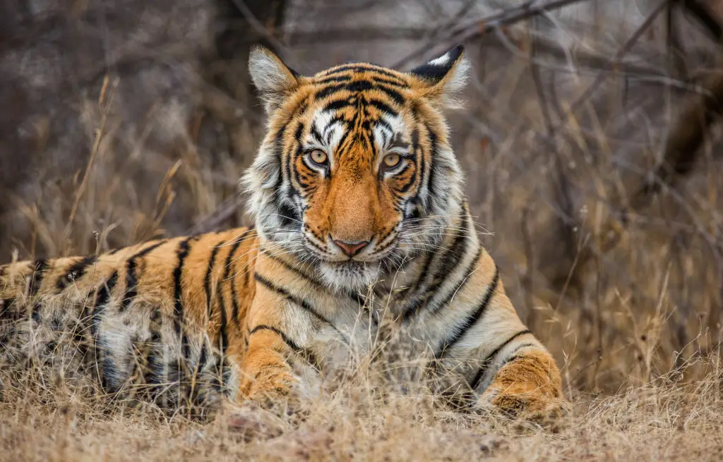 Voyage train Inde - tigre - Parc National Ranthambore
