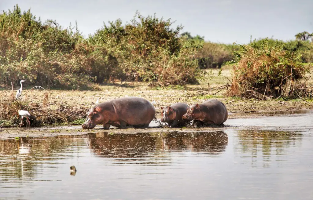 Voyage train Tanzanie - Réserve de Selous - Hippopotame