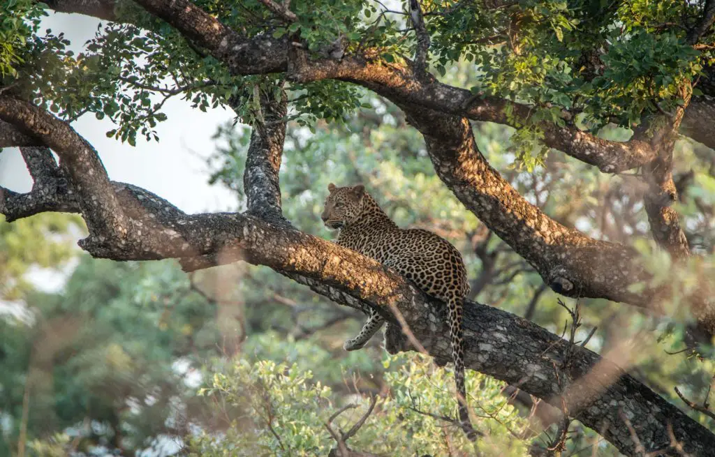 Voyage train Afrique du Sud - Léopard - Parc National Kruger