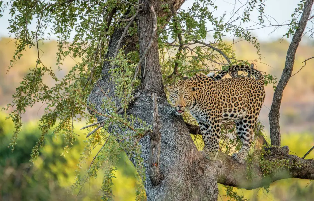 Voyage train Afrique du Sud - Léopard - Parc National Kruger