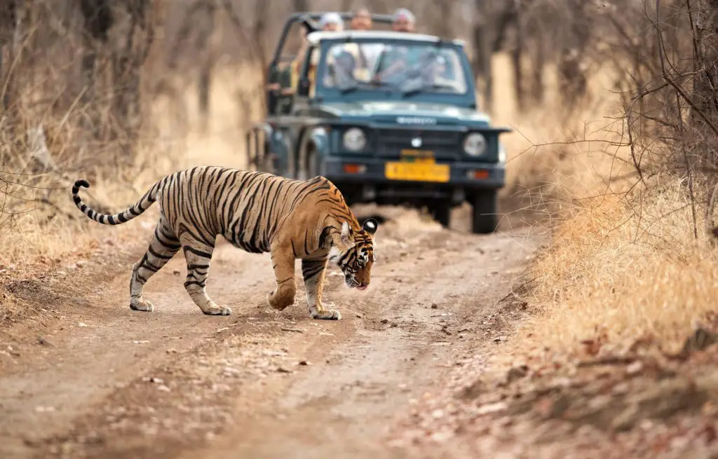 Voyage en train Inde - Ranthambore